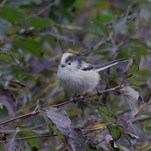 Long-tailed Tit