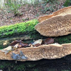 Thick-maze Oak polypore