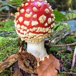 Fly Agaric