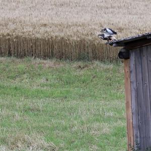 Mäusebussard