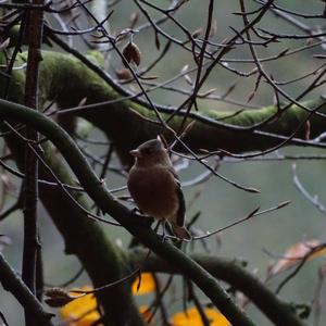 Eurasian Chaffinch