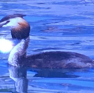 Great Crested Grebe