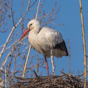 White Stork