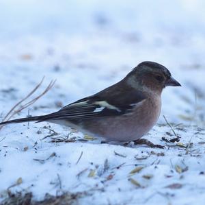 Eurasian Chaffinch