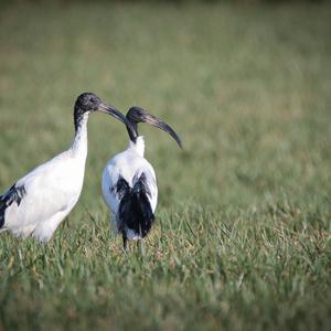 African Sacred Ibis