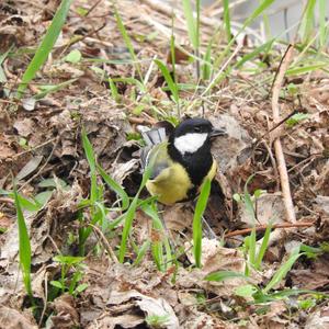 Great Tit