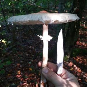 Parasol Mushroom