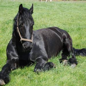 Friesian