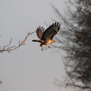 Mäusebussard