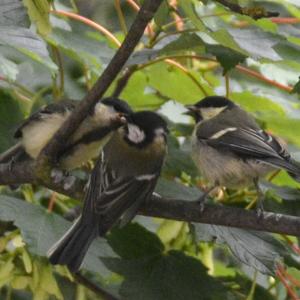 Great Tit