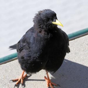 Yellow-billed Chough