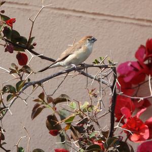 White-throated Munia