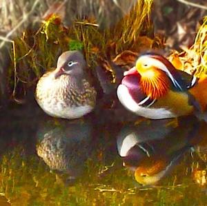 Mandarin Duck