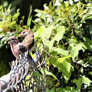 House Finch