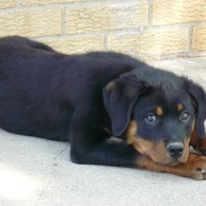 Rottweiler