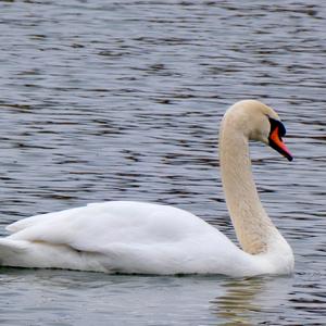 Mute Swan