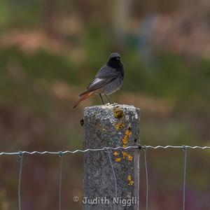 Black Redstart