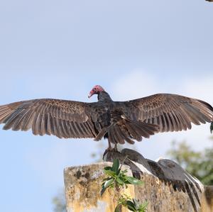 Turkey Vulture