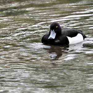 Tufted Duck