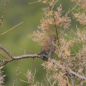 European Robin