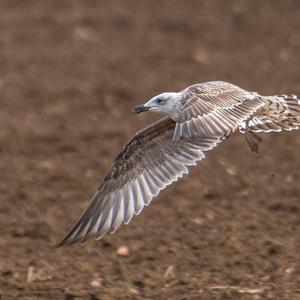 Herring Gull