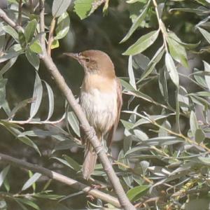 Great Reed-warbler