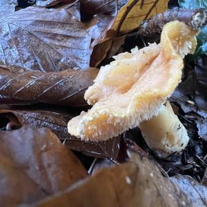 Hedgehog Fungus, Common