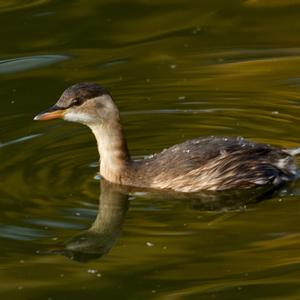 Little Grebe