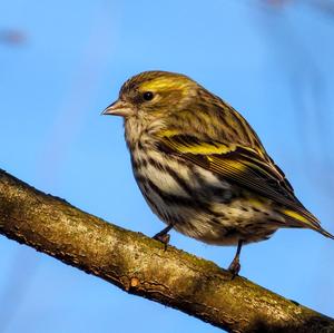 Eurasian Siskin