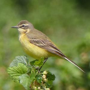 Yellow Wagtail