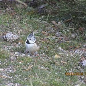 Crested Tit