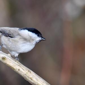 Marsh Tit