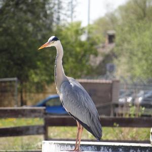 Grey Heron