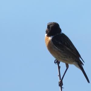 European stonechat