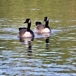 Canada Goose