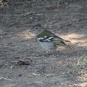 Eurasian Chaffinch