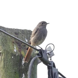 Black Redstart