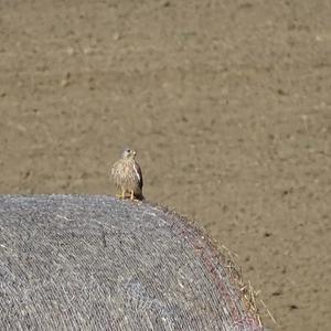 Common Kestrel