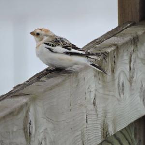 Snow Bunting