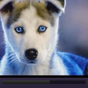 Siberian Husky