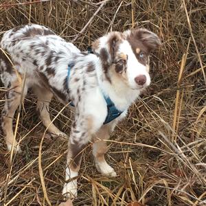 Australian Shepherd