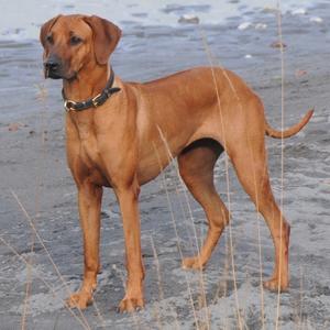 Rhodesian Ridgeback