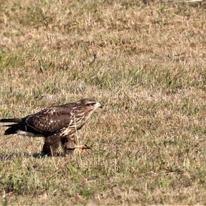 Rough-legged Hawk