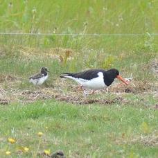 Eurasian Oystercatcher