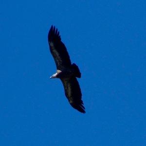 Griffon Vulture