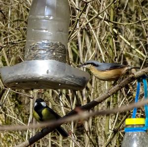 Wood Nuthatch