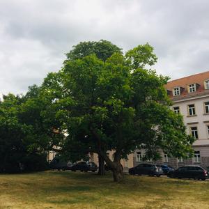 Catalpa (Southern)