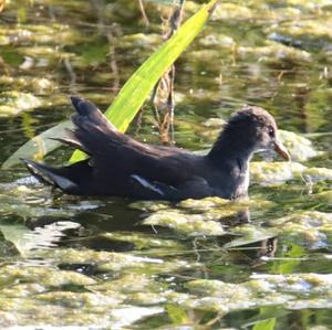 Common Moorhen