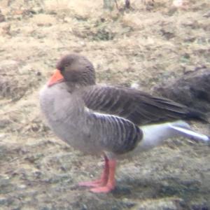 Greylag Goose