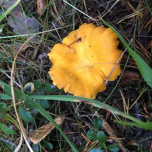 Chanterelle, Common